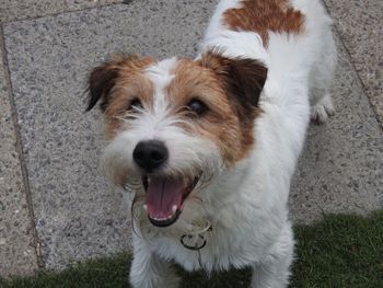 Close-up portrait of dog