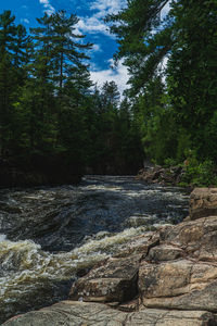 Scenic view of waterfall in forest