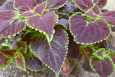 Close-up of plant leaves