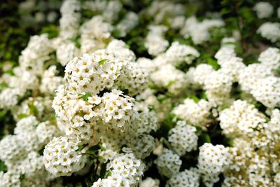 Close-up of white flowering plants
