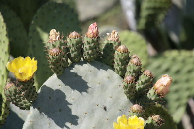 prickly pear