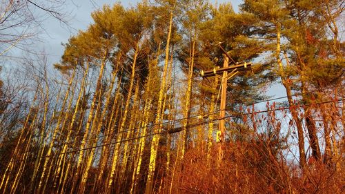 Low angle view of trees in forest