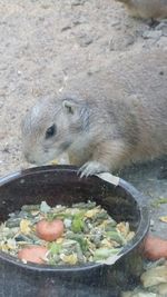 Close-up of food