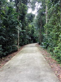 Street amidst trees