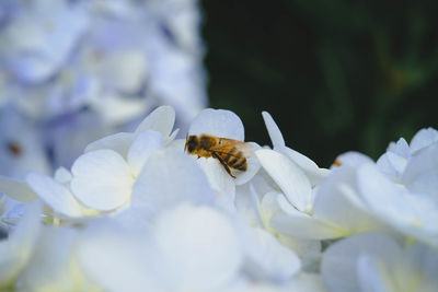 Close-up of insect on white flower