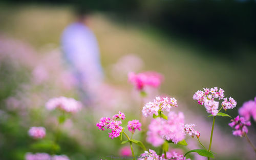 Close-up of pink flowers blooming outdoors