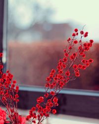 Close-up of red flowering plant against window