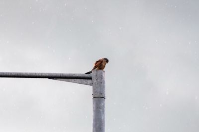 Bird perching on a pole