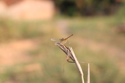 Close-up of dragonfly on plant