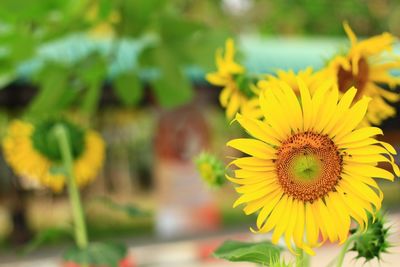 Close-up of yellow flowers blooming outdoors