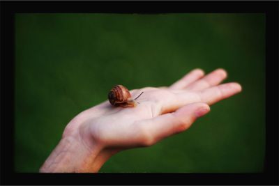 Close-up of insect on hand