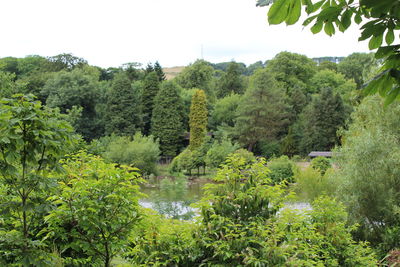 Scenic view of forest against sky