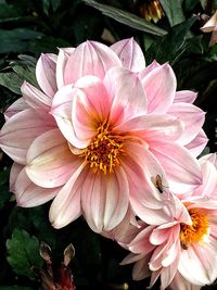 Close-up of pink flowers