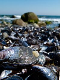 Close-up of shells on shore