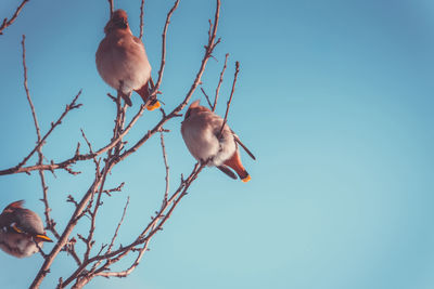 Low angle view of birds perching on bare tree against sky