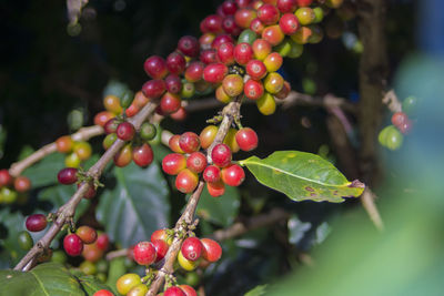 Close-up of coffee growing on tree