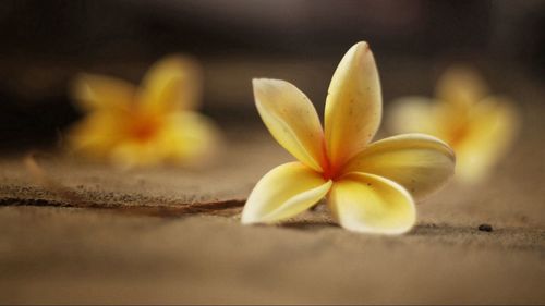 Close-up of yellow flower