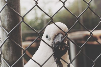 Close-up of swan in cage seen through chainlink fence at zoo