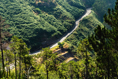 Scenic view of forest