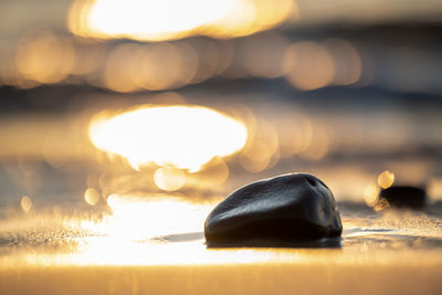 Close-up of shells on the beach