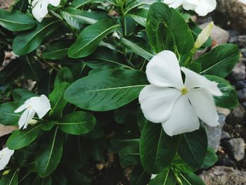 Close-up of white flowering plant