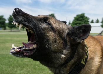 Close-up of dog on field against sky