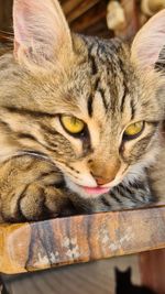 Close-up portrait of a cat