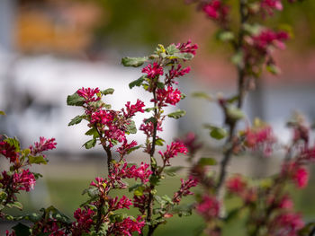 Close-up of pink flowering plant