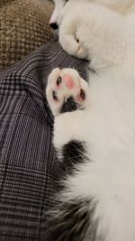 High angle view of cat relaxing on sofa