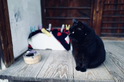 Cat sitting on table