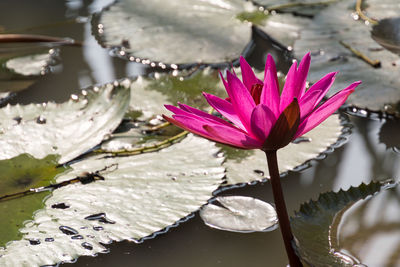 Close-up of water lily