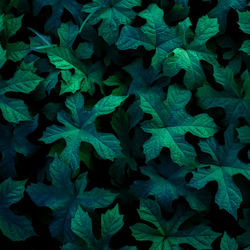 Full frame shot of leaves on field