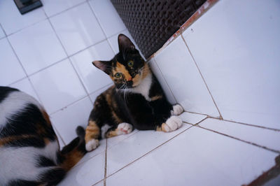 High angle portrait of a cat