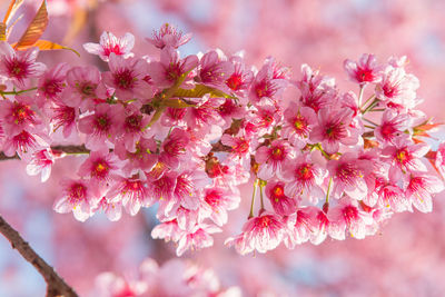 Pink cherry blossom