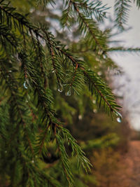 Close-up of pine tree