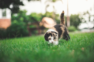 Cat looking away on field