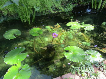 High angle view of plants floating on water