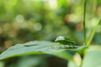 Close-up of insect on leaf