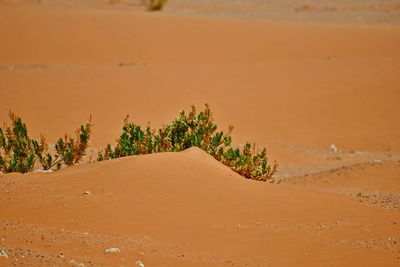 Scenic view of desert against sky