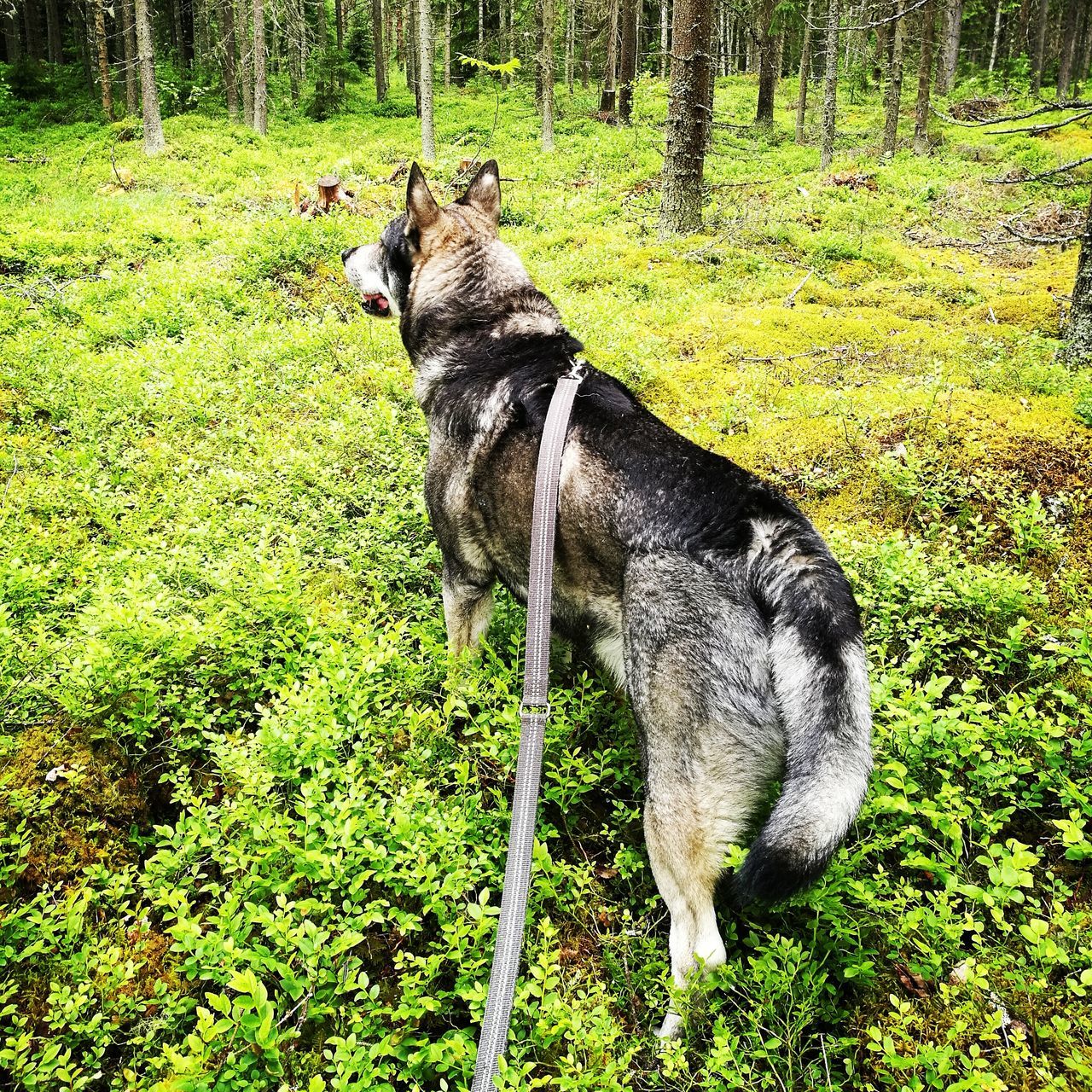 animal themes, domestic animals, dog, mammal, pets, one animal, grass, nature, day, outdoors, growth, green color, no people, tree, full length, beauty in nature