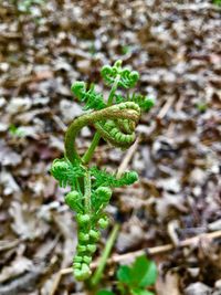 Close-up of plant