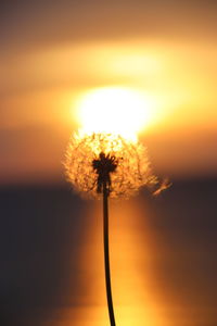 Close-up of dandelion against orange sky