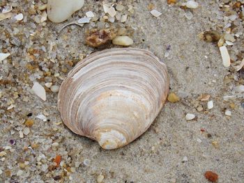 Close-up of seashell on beach