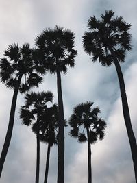 Low angle view of palm trees against sky