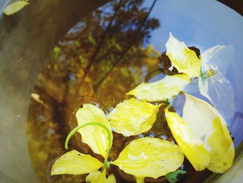 Close-up of yellow flowering plant