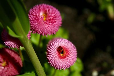 Close-up of pink flowering plant