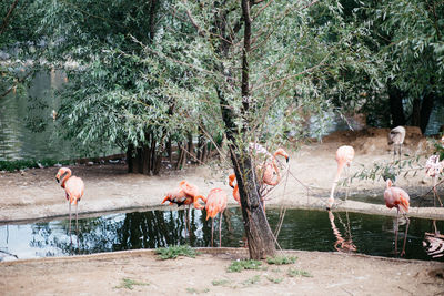 View of birds in the lake