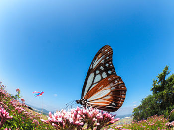 Butterfly on pink flowering plants against blue sky