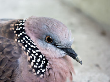 Close-up of spotted dove