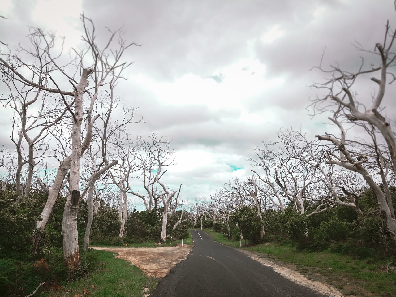 ROAD AMIDST TREES AGAINST SKY